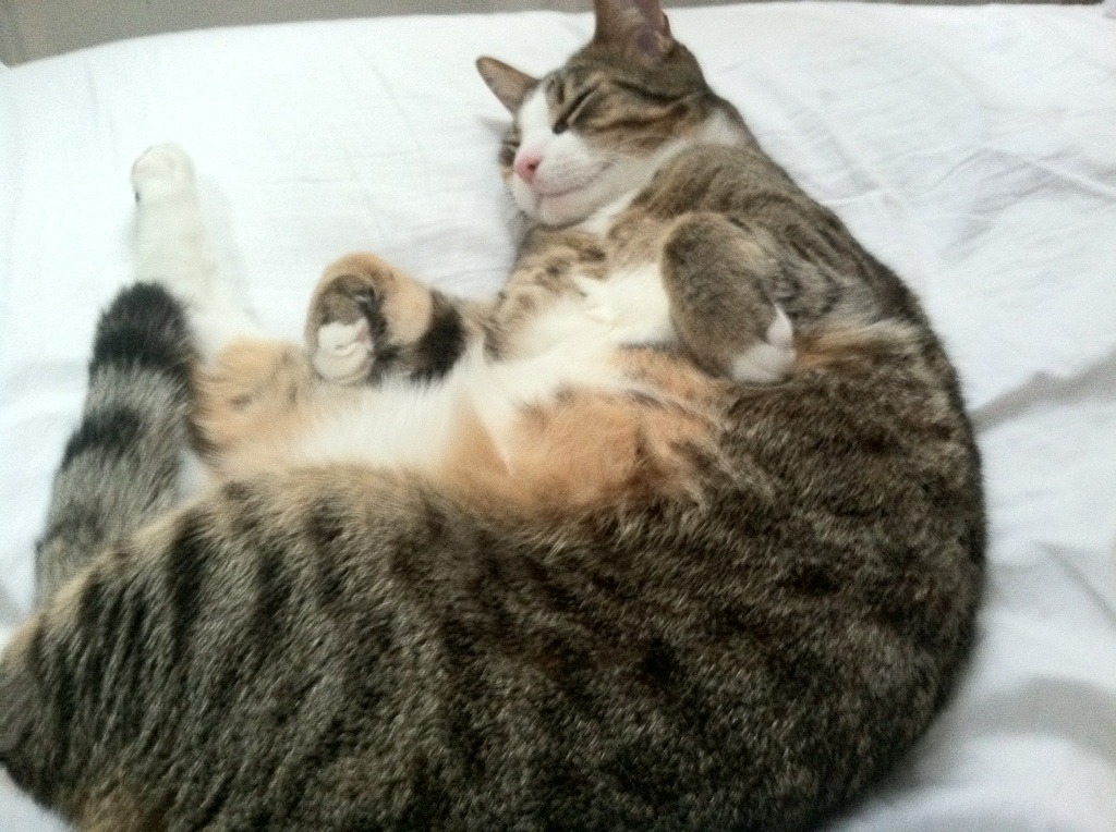 戈麦斯之矛刺穿太极虎,一场4-0背后的传控哲学与个人英雄主义