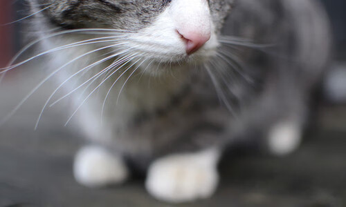 选项一，霸权裂变，美网商业巨浪淹没拉沃尔杯精英叙事，兹维列夫重锤定音