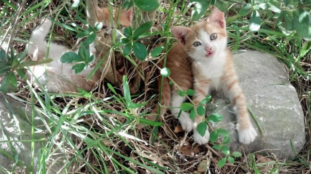 开云体育-欧冠半决赛之夜，当手术刀化为指挥家，蒂亚戈编织绿茵终极独舞