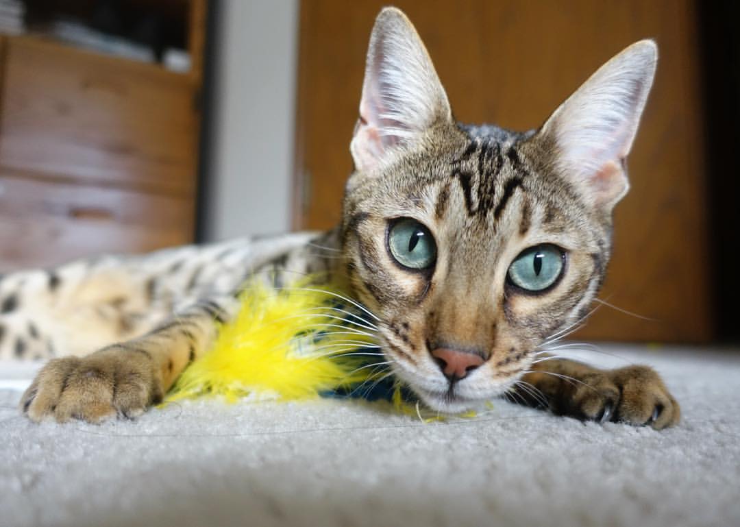 开云体育官网-拟定的文章标题