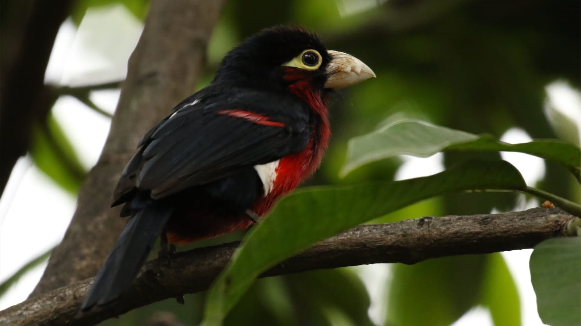 詹姆斯·恒星爆发,太阳系如何掌控步行者的运行节奏