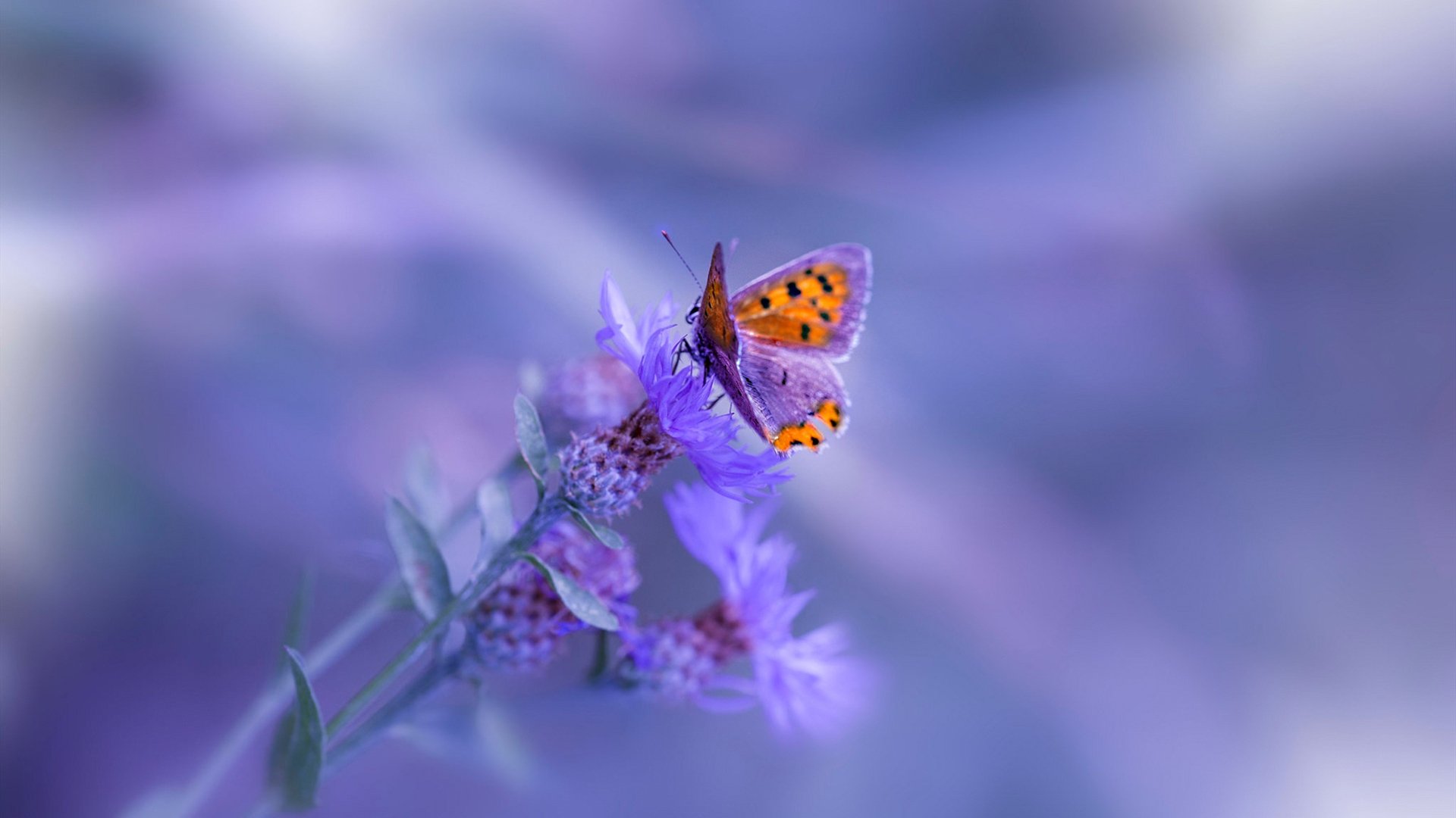开云体育-绿茵场上的沙漠风暴，巴萨技术扶贫伊拉克，基耶萨冷箭三连终结悬念