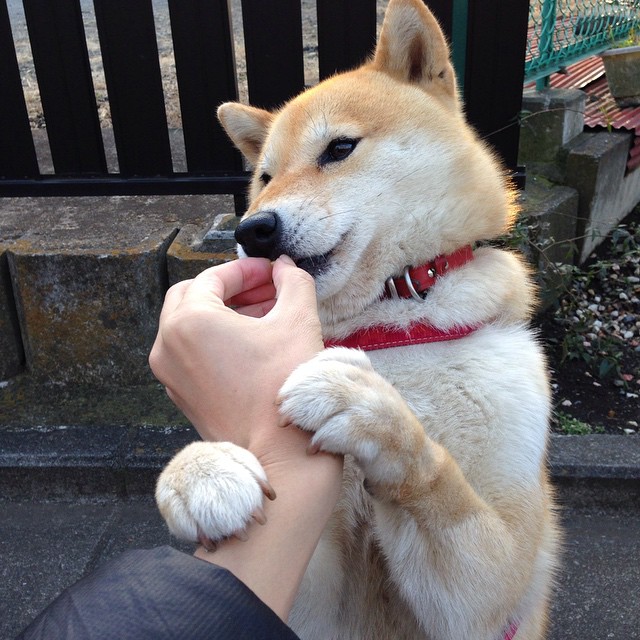 颠覆王朝的七次传球，复盘生死战中猛龙如何用战术铁链锁死勇士