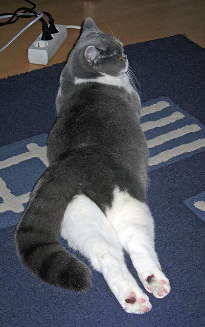 冰与火之歌，奥利维耶的灵魂烙印与勒沃库森的北欧脉搏