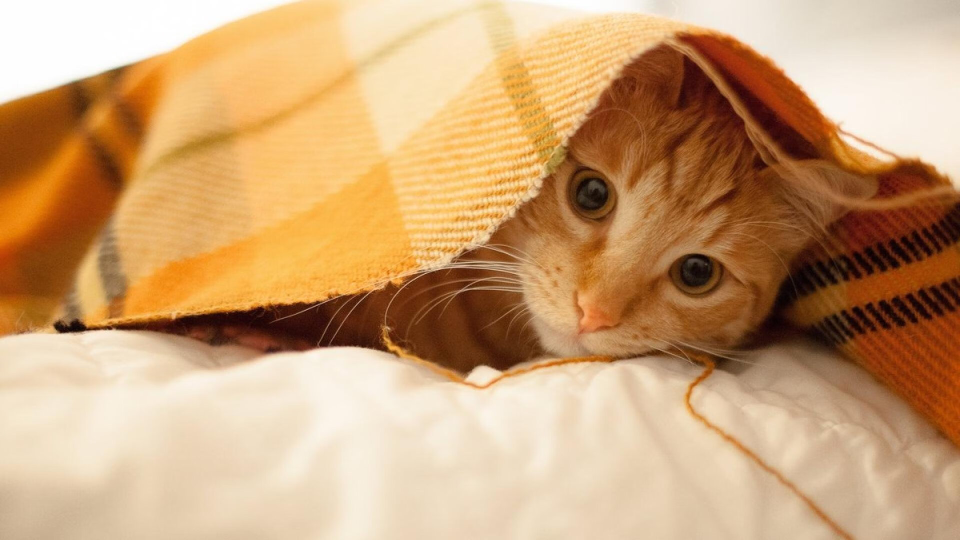 开云体育平台APP-法老铁闸与绿茵咽喉，坎特如何以沙特为阶，在金字塔尖奠定世界排名霸权